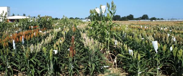 Dozens of sorghum varieties are currently being tested in the Occitanie region of France. Here, at the LIDEA station in Mondonville © D. Pot, CIRAD